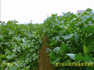 摩爾超濃縮沖施滴灌肥在棉花上的效果【新疆】 摩爾超濃縮沖施滴灌肥在棉花上的效果【新疆】