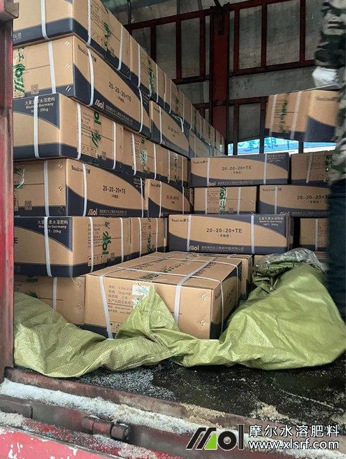 摩爾工廠頂雪極速發(fā)貨中3 摩爾工廠頂雪極速發(fā)貨中3